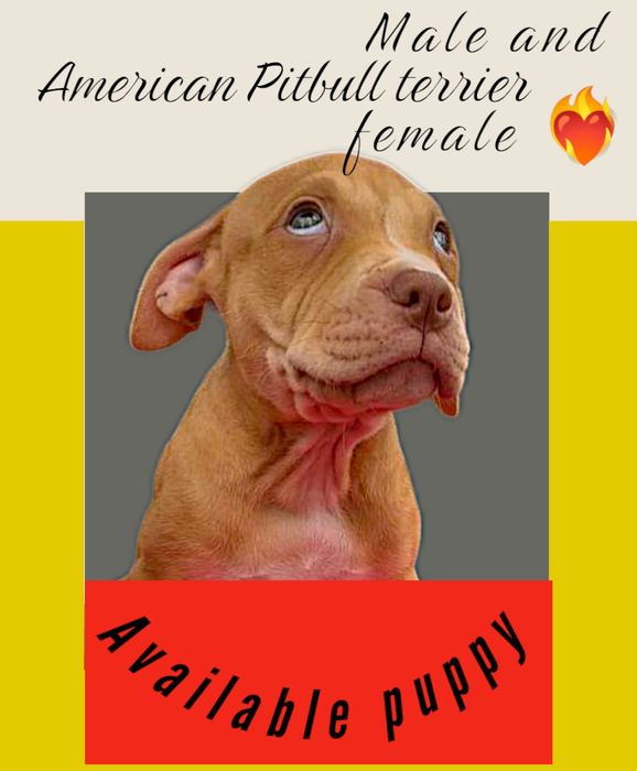 Щенок, апбт, питбуль, питбуль терьер