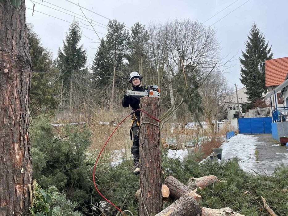 Wycinka drzew metodą alpinistyczną i tradycyjną.