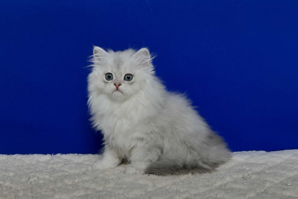 Шотландський Хайленд хлопчик на ім"я Джавелін