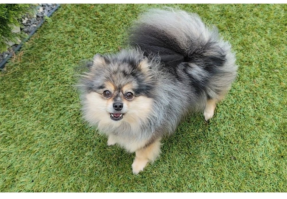 Доросла дівчинка мерле