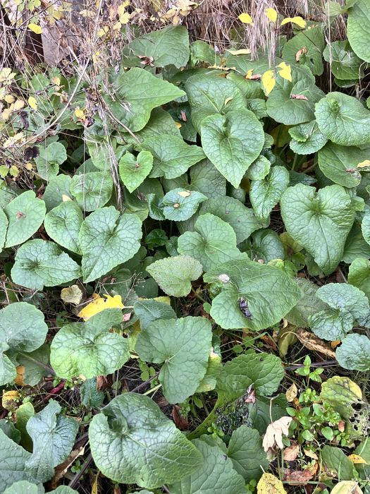 Лунник Лунария Монетное дерево рассада семена букеты