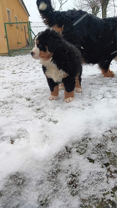 Bernenski Pies Pasterski