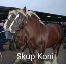 SKUP Bydła Koni Żywca !UBÓJ!