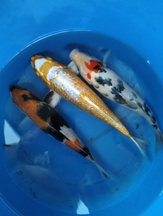 Carpa koi premium 25 cm