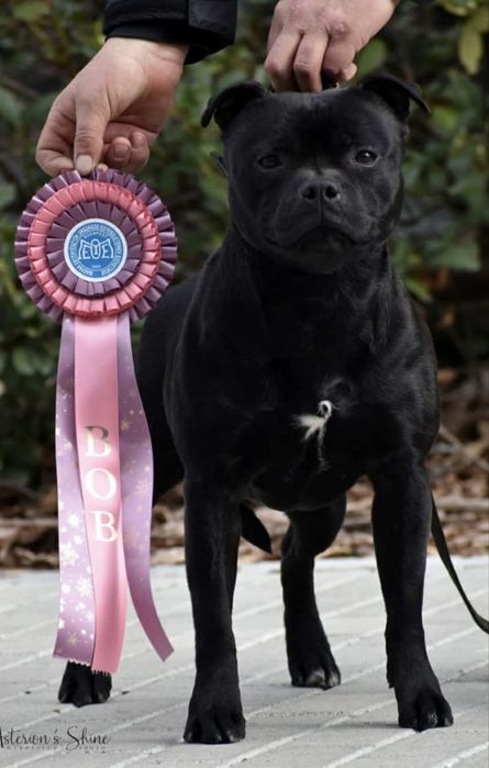 Reproduktor - Interchampion - Blue gene - Staffordshire Bull Terrier
