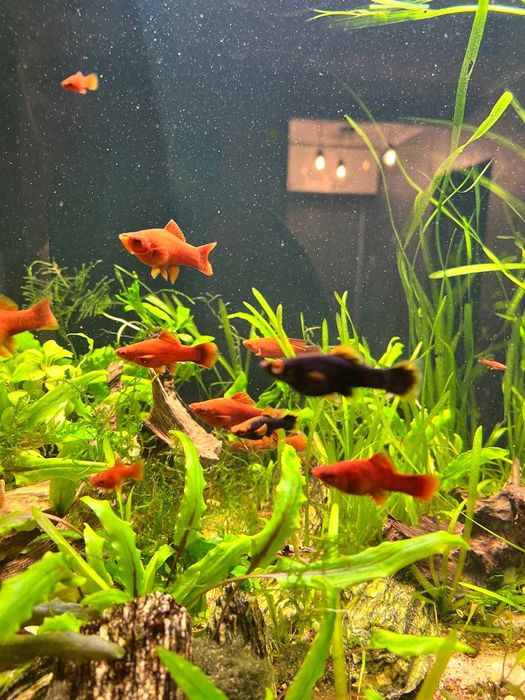 Akwarium 180 l szkło optiwhite + filtr EHEIM Profesional 4+ + belka Power LED + kompletne wyposażenie z życiem