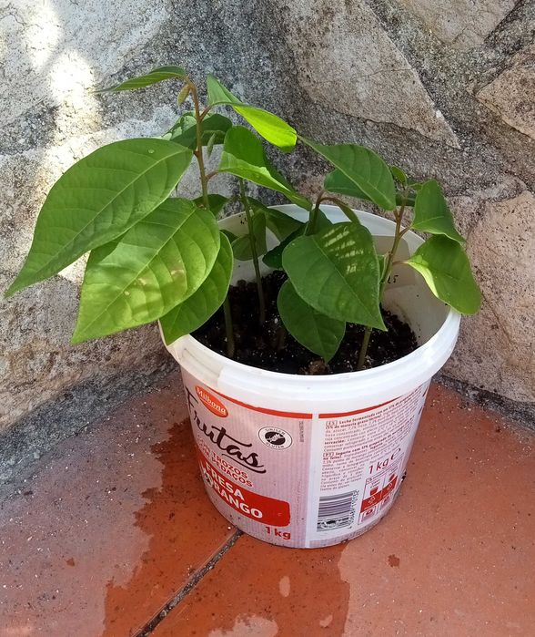 4 Pés de Anoneira em vaso