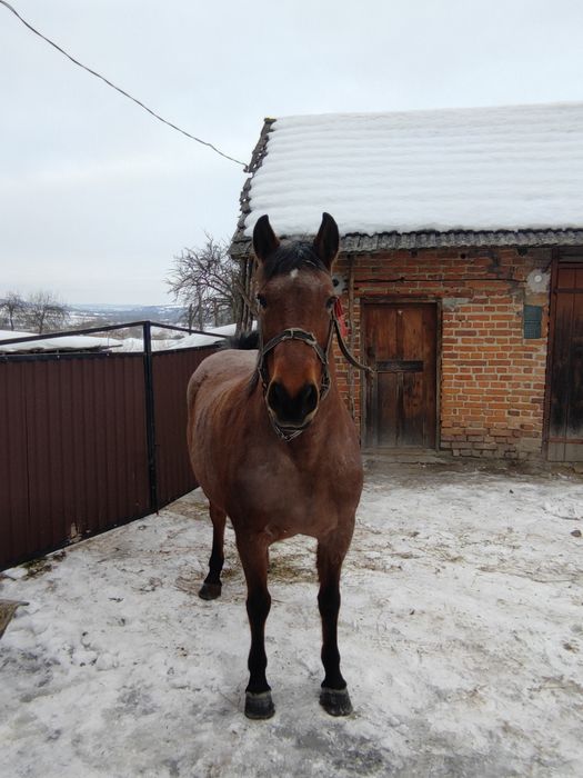 Кобила робоча 9років