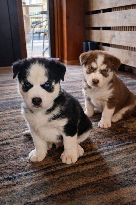 Syberian Husky suczka