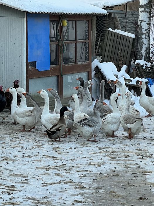 Gęsi landes chołmogor
