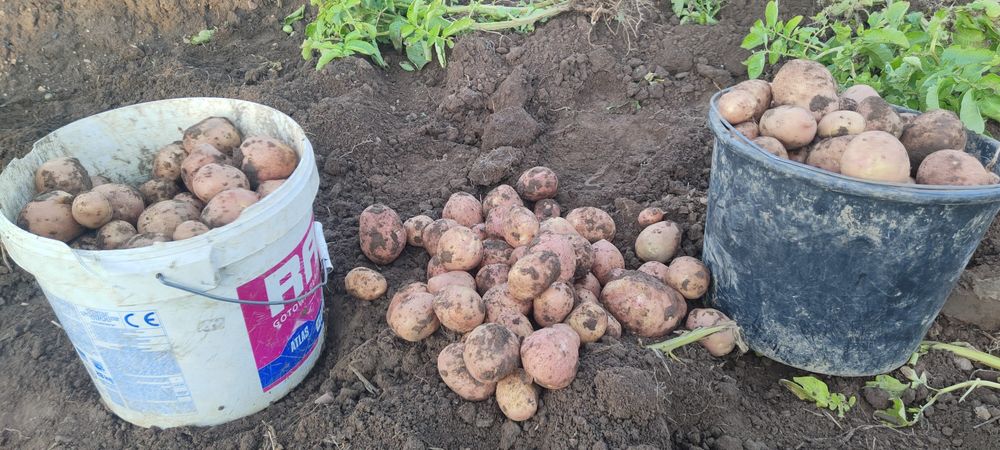 Ziemniaki Soraya oraz Bellarosa