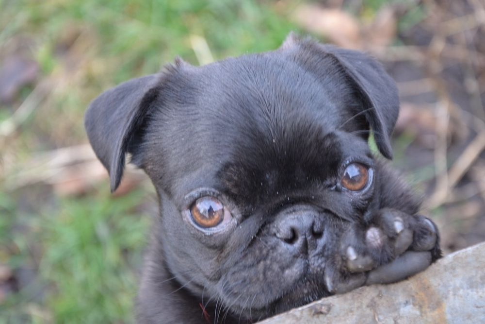 Продам щенка мопса