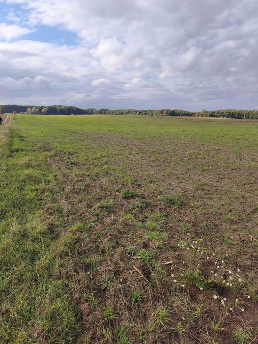 Sprzedam gospodarstwo rolne 23,6 ha z lasem i zabudowaniami – Ryszewko
