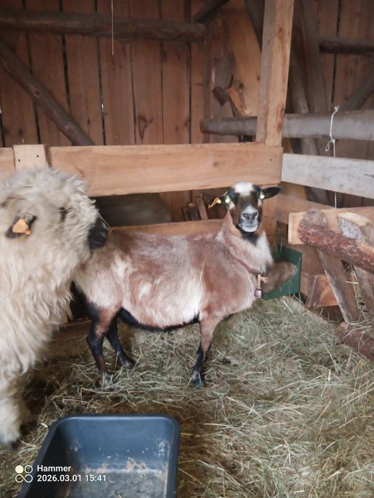 Owca Barbados zamienię