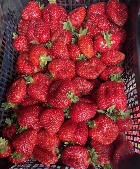 Морозостійкі Саджанці полуниці багатоврожайного плодоношення