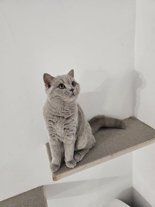 Talia - liliowa kotka