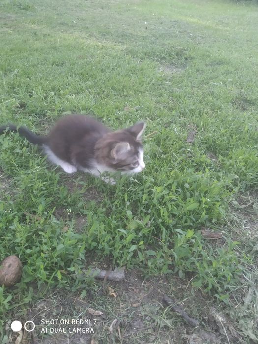 Котята два хлопчики два дівчинки