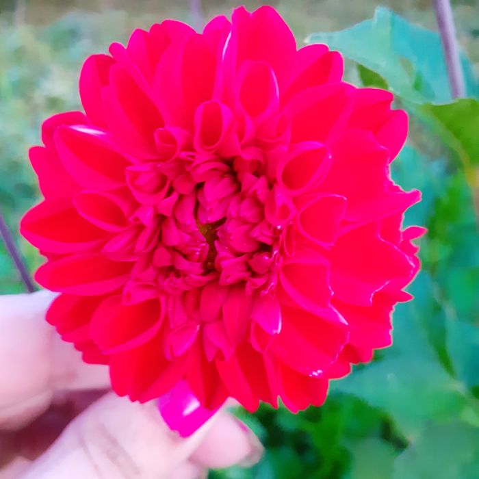 Георгіна ,жоржина червона і рожева