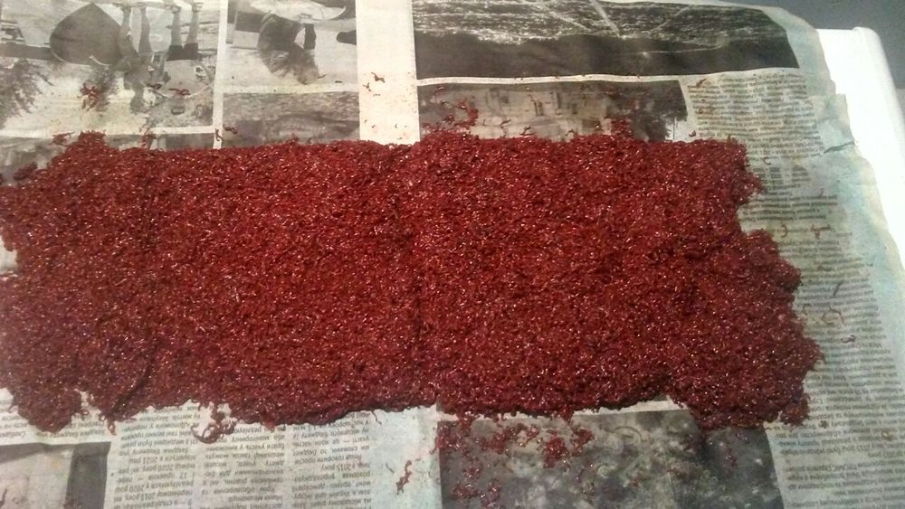 Ochotka żywa na wagę, co tydzień świeża, NAJTANIEJ