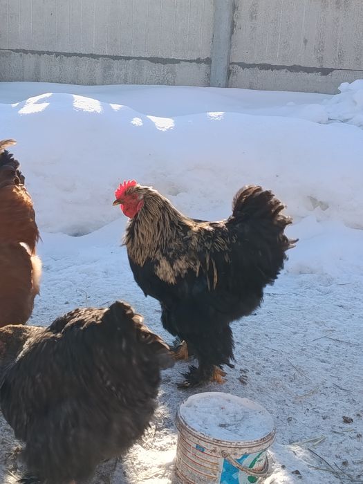 Молоді півні, півник, півень, птиця