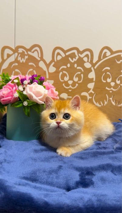 Плюшева красунечка