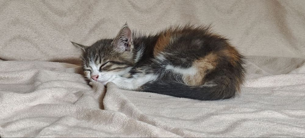 Кошка, 1,5 месецов