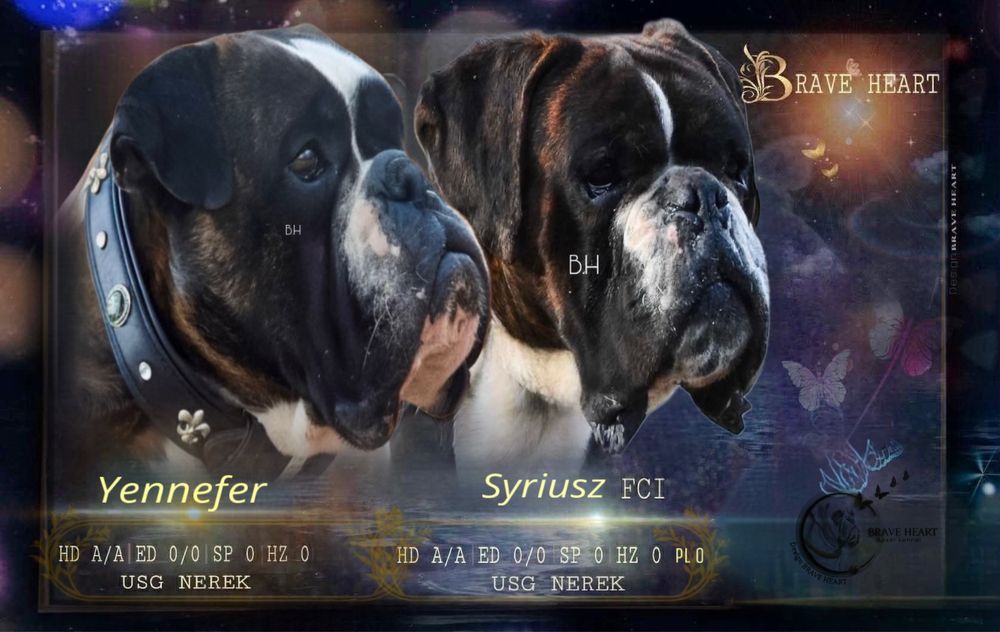Szczenie bokser Piesek