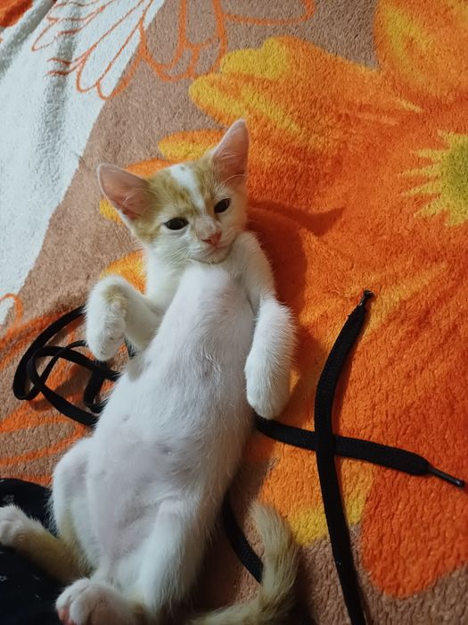 Отдам котика в добрые руки