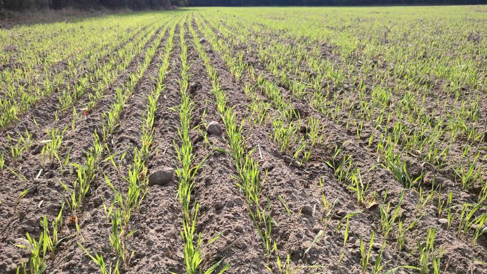 Siewnik horsch pronto 3m kverneland accord nie amazon kuhn vaderstad