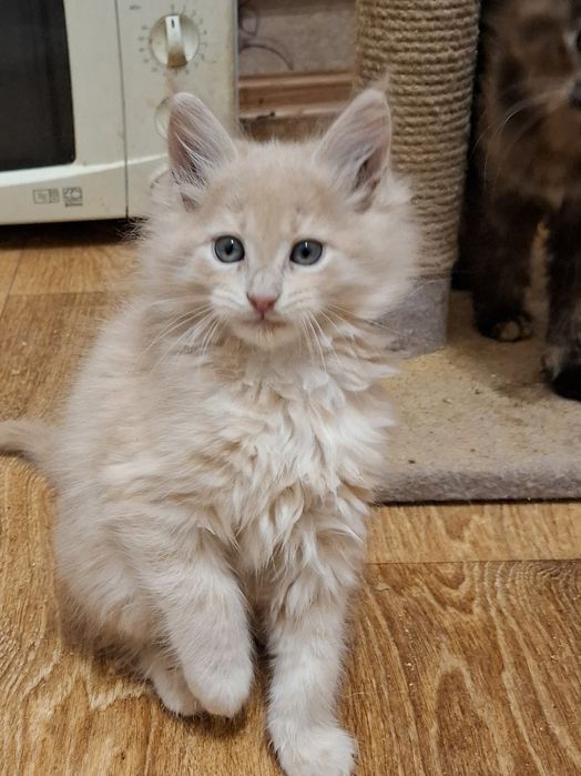 Красотка девчушка