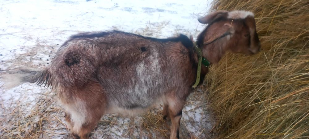 Продам козу папа нубієць мама звичайна біла