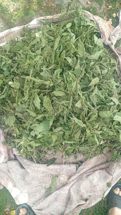 Продам кропива чубки