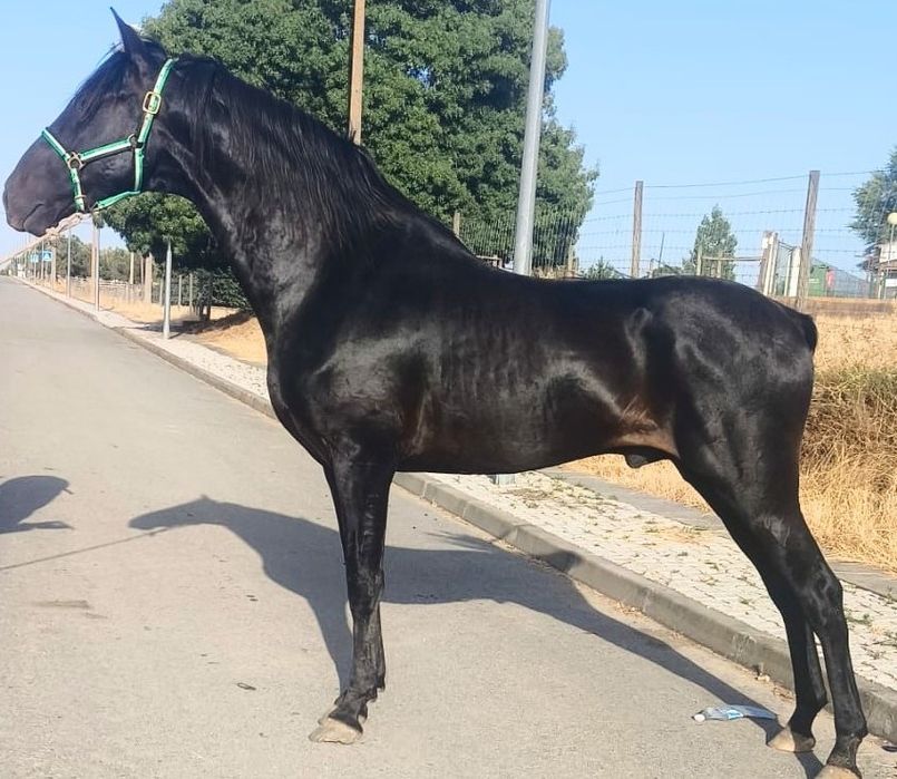 Poldro  preto psl.