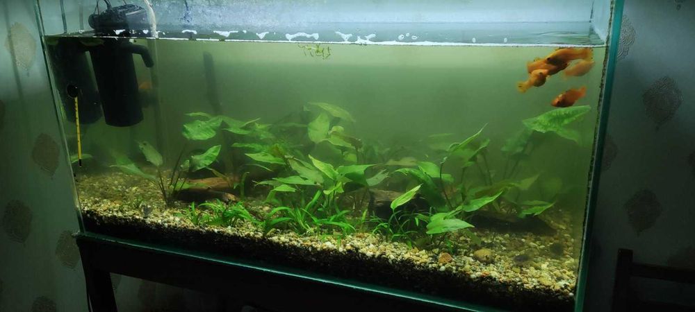 АкварІум для рибок.