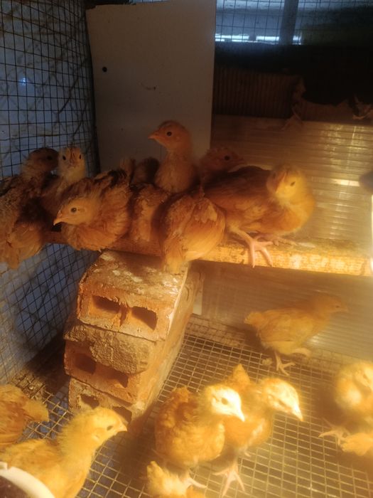 Kury nioski  czerwone