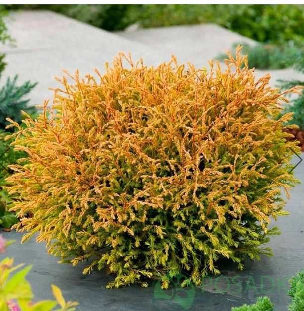 Туя Голден Таффет горщик 3л.