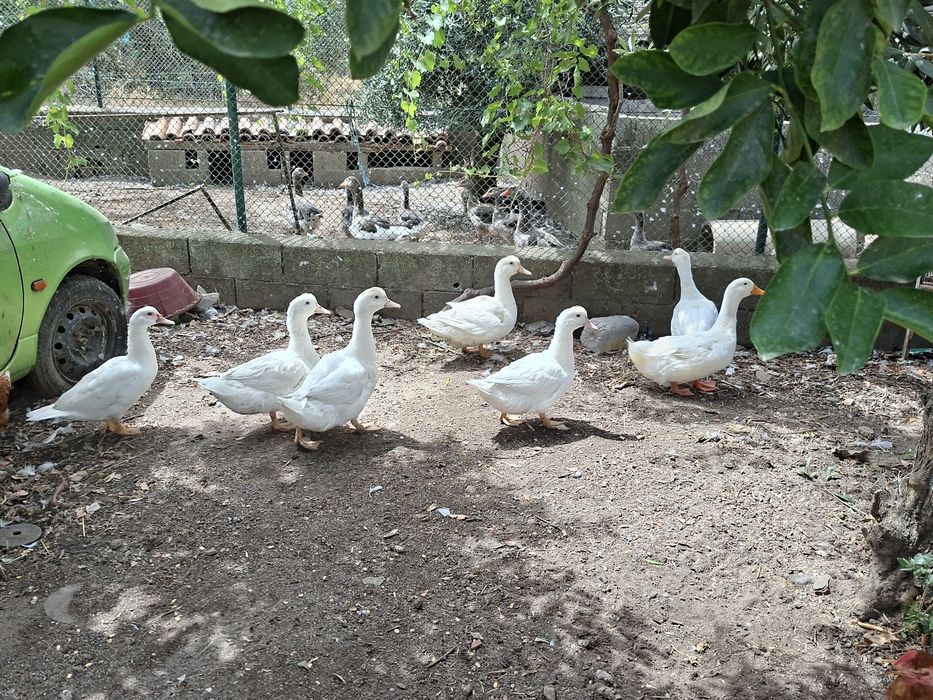 Patos,mudos e franceses.