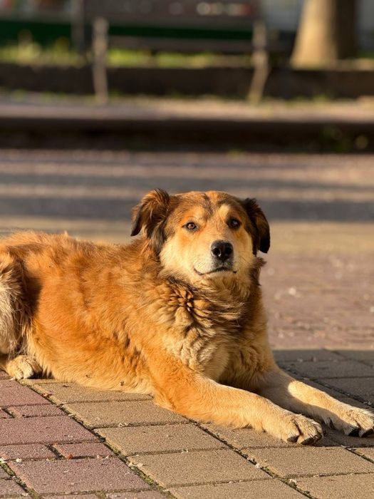 Віддам гарну собачку в хороші руки