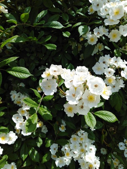 Blue Spruce седум