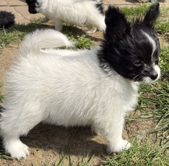 Papillon spaniel miniaturowy pies ZKwP FCI