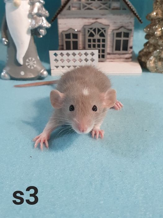 Szczurki szczurek szczury szczur