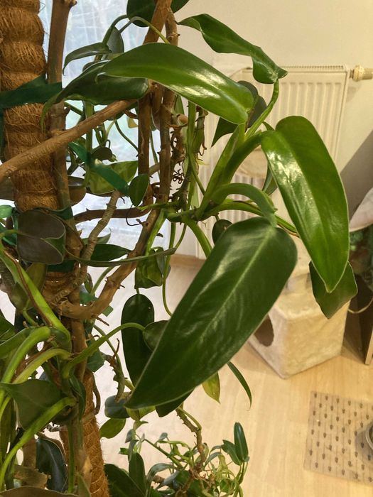 Piękny, zadbany, zdrowy filodendron