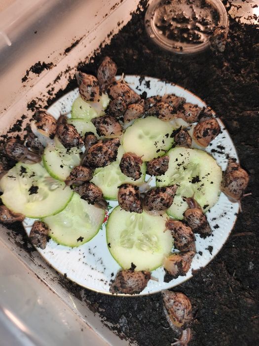 Ślimaki Afrykańskie