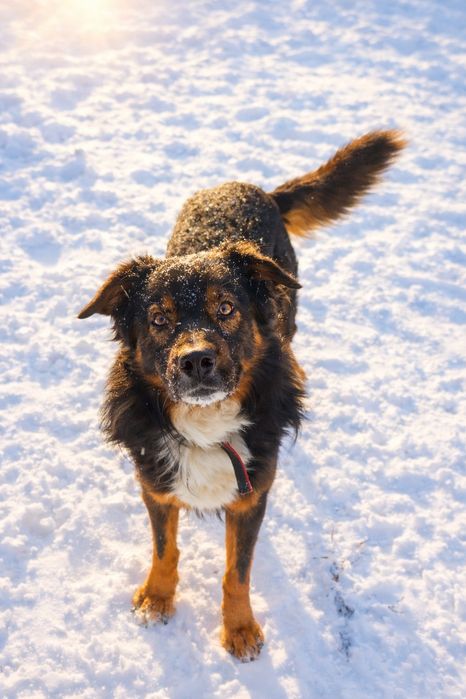 Kopiko- cudowny wielkopies do adopcji