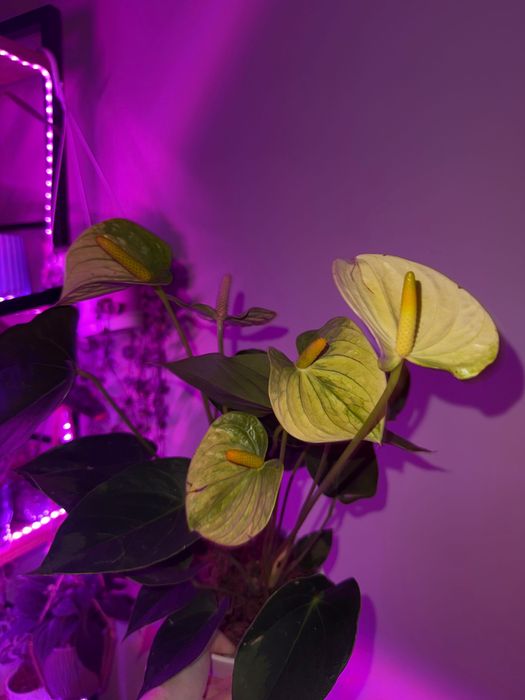 Anthurium. Антуріум Ваніла