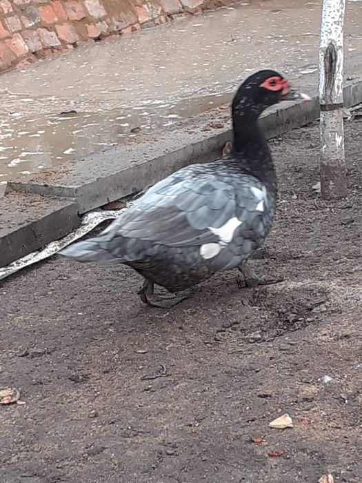 Індокачки, мускусные утки