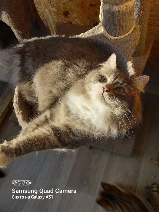 Отдам бесплатно котят.7 мес.