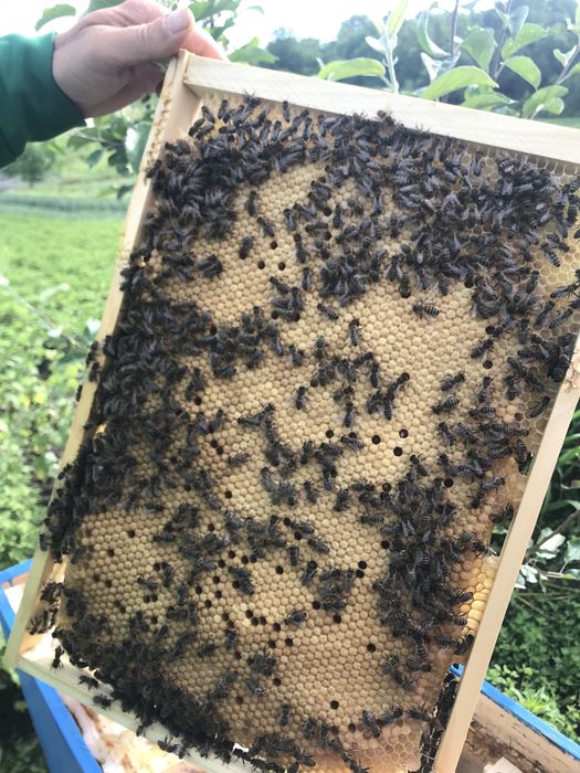 Продам Бджолопакети  (3+1)