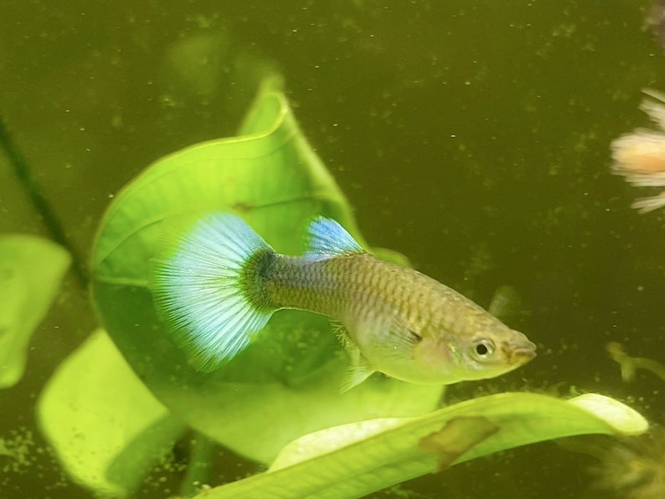 Gupiki tuxedo, ryby, rybki akwariowie. Okazja!