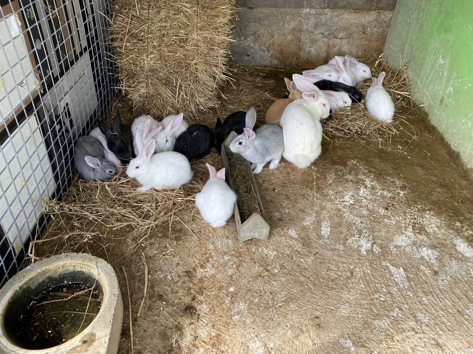 Coelhos vacinados,varias idades